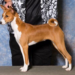 Neema the basenji